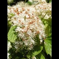 Viburnum dilatatum (fam Caprifoliacees) (Japon) (5)